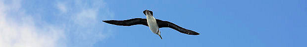 Albatrosse waren unsere ständigen Begleiter - verständlich, warum die Kap Hoorniers diese stattlichen Seevögel zu ihrem Wappen-Symbol gewählt haben.